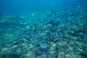 Underwater life of the Caribbean Sea