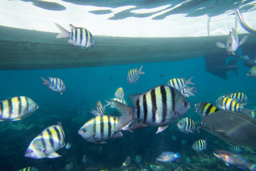 Underwater life of the Caribbean Sea © Johan Sky