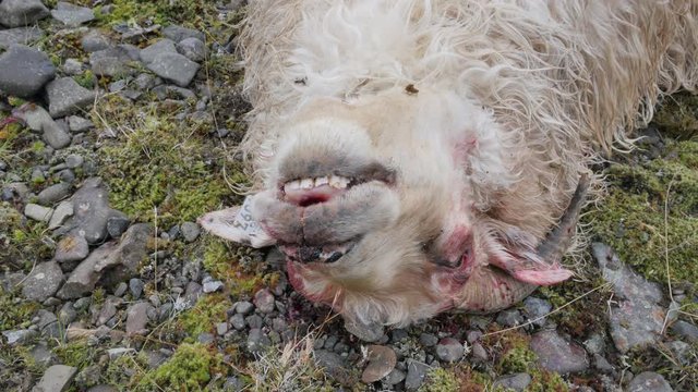 ICELAND Rettir sheep Schaf roadkill