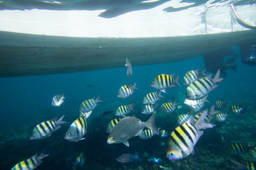 Underwater life of the Caribbean Sea © Johan Sky