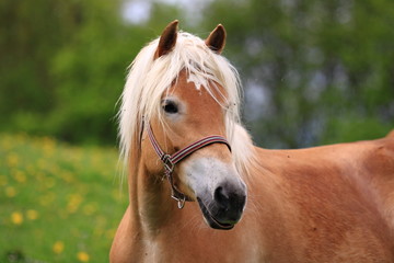 Haflinger Portr&auml;t