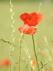 Obraz premium Buttons of gold, and poppies enliven the fields of summer by their color and delicacy.