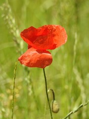 Fototapeta na wymiar Buttons of gold, and poppies enliven the fields of summer by their color and delicacy.