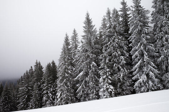 Fototapeta Frozen snow-covered spruce forest in fog and snowy slope