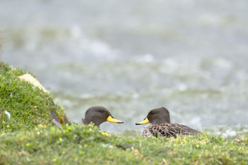 Pato barcino (Anas flavirostris)