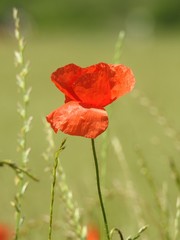 Obraz premium Buttons of gold, and poppies enliven the fields of summer by their color and delicacy.