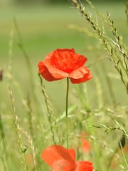 Buttons of gold, and poppies enliven the fields of summer by their color and delicacy.