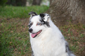 Australian Shepherd Dog