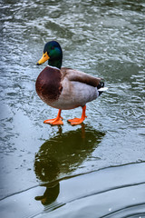 Stockente watschelt auf dünnem Eis