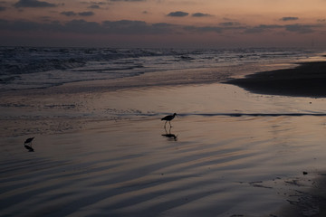 Fototapeta na wymiar Sandpiper shore bird silhouette running along wet beach at sunset