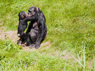 Mutterliebe bei Schimpansen