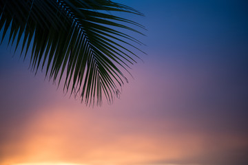 Beautiful light with silhouette coconut leaf