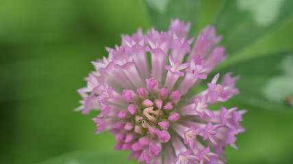 Obraz premium Pink flower