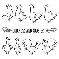 Chickens and roosters