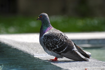 pigeon 02