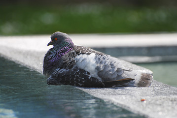 pigeon 01