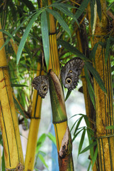 owl butterflies . Bamboo branch.