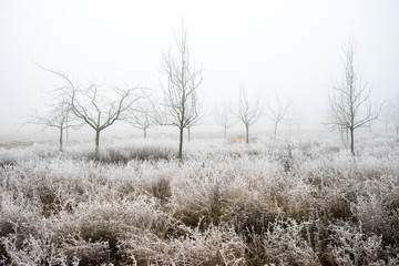 Winterwald am Altrhein
