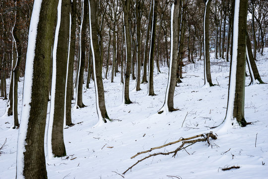 Winterwald im Taunus