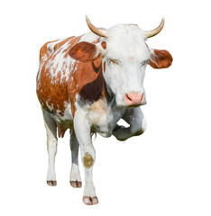 Very funny spotted red and white cow stands on three legs and frowns. Cow isolated on white background. Cow full length close up. 