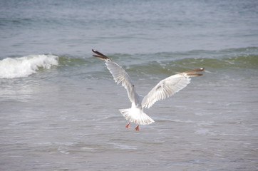 Weiße Möve von hinten am Meer