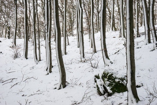 Winterwald im Taunus