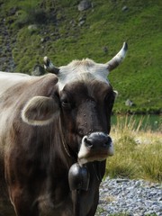 The cows in the Arosa pasture spend the summer in the sun in Paris many tourists, the cohabitation is generally good,