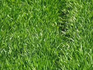 Snow brings nitrogen to the crop, however, late snow can have a catastrophic effect on wheat. too heavy it breaks the young shoots of cereals