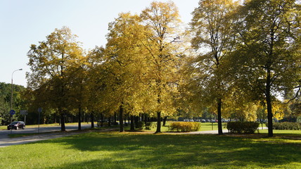 Autumn, fall landscape. Tree with colorful leaves
