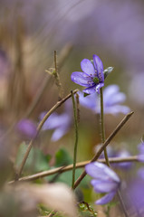 hepatica nobilis one of the first flowers in spring