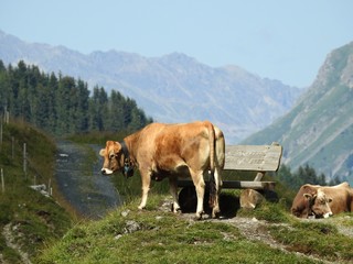 The cows in the Arosa pasture spend the summer in the sun in Paris many tourists, the cohabitation is generally good,