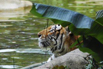 Fototapeta na wymiar Tiger inside the water