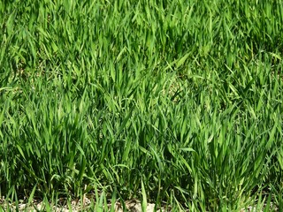 Snow brings nitrogen to the crop, however, late snow can have a catastrophic effect on wheat. too heavy it breaks the young shoots of cereals