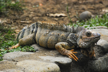 Orange Iguana