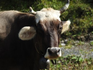 The cows in the Arosa pasture spend the summer in the sun in Paris many tourists, the cohabitation is generally good,