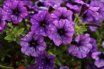 violet petunia