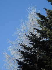 Buttons of gold, and poppies enliven the fields of summer by their color and delicacy.