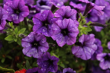 violet petunia