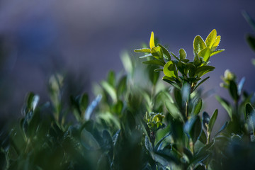 Winter morning green white frozen plant hoarfrost sky sun light blue blur bokeh ray illuminate