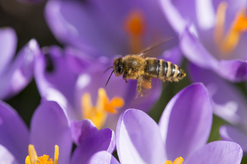 Krokusse, Crocus und eine Biene