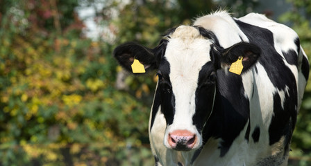 Front view of white black cow