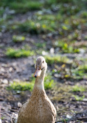 Bright white domestic goose