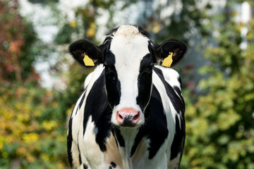Obraz na płótnie Canvas Front view of white black cow