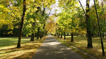 Fototapeta na wymiar Autumn, fall landscape. Tree with colorful leaves