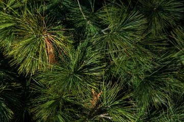 Fototapeta na wymiar Background Christmas tree branches new year green