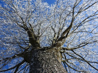 The landscape under the freezing fog is like a greeting card or a happy new year, it makes dream and opens the heart of the most hardened