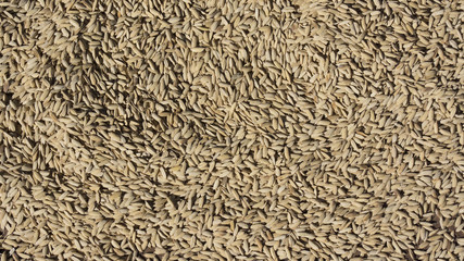 Drying rice. Kingdom of Bhutan