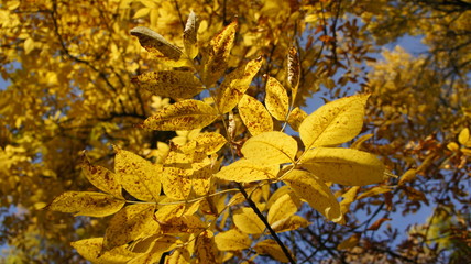 Autumn, fall Tree with colorful leaves