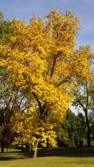 Naklejka premium Autumn, fall Tree with colorful leaves