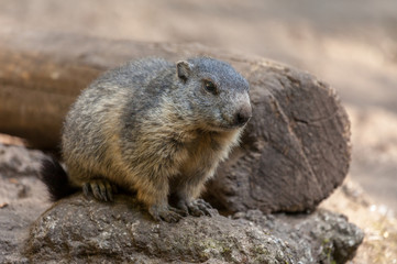 groundhog sits on ground and looks to the side